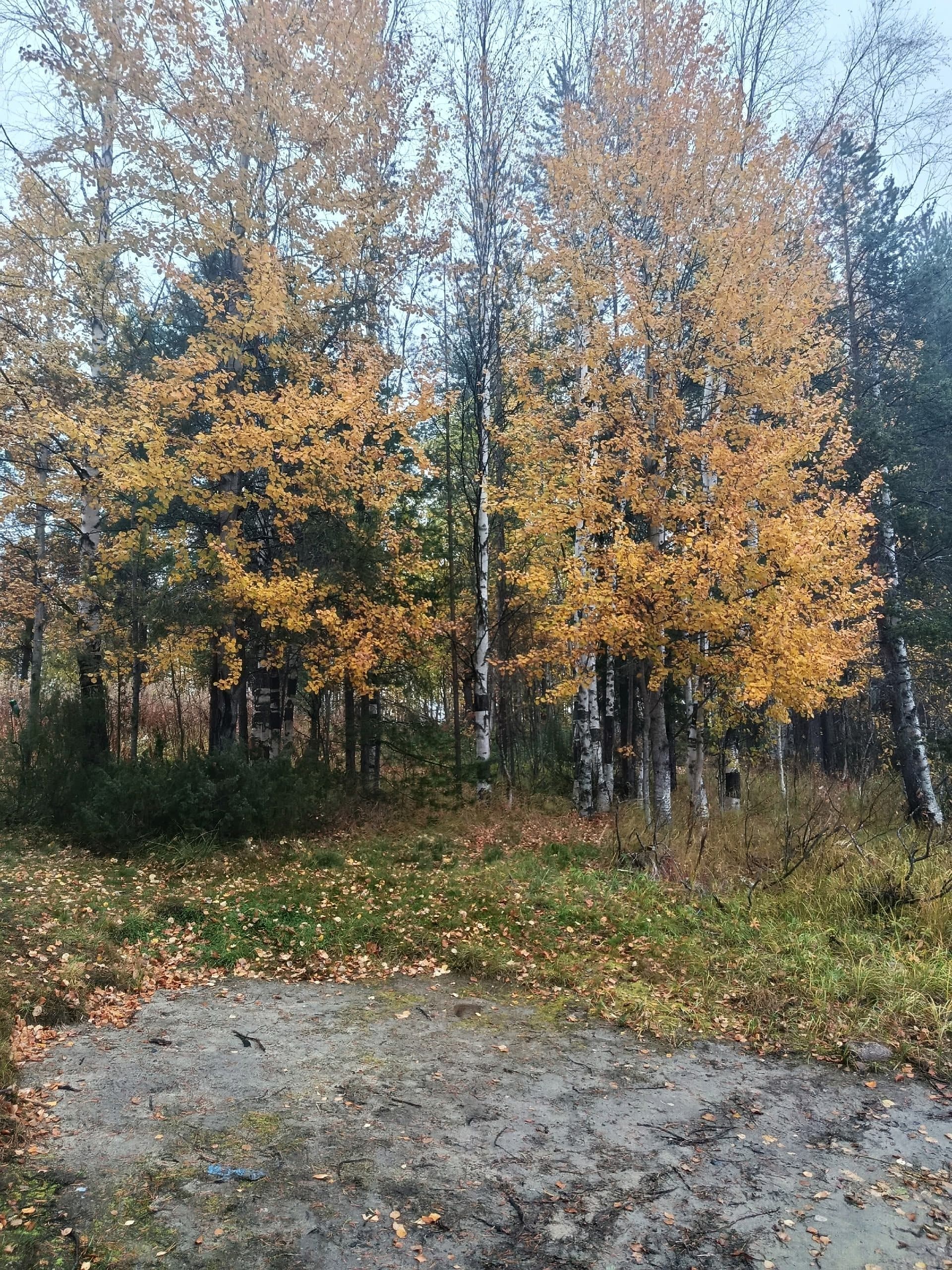 Северные прогулки и туры