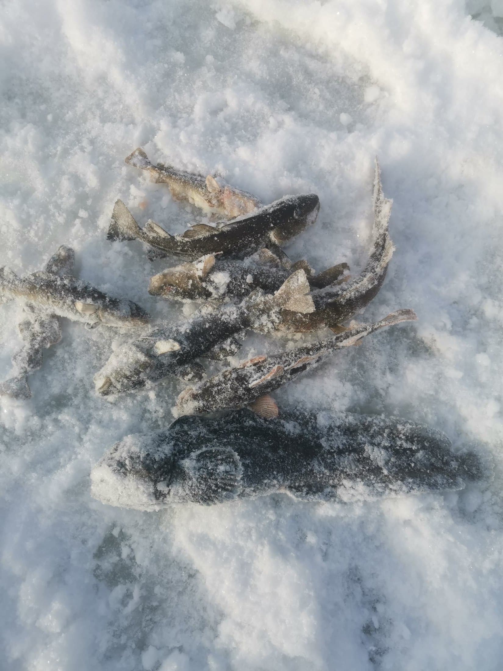 Морская рыбалка на Белом море