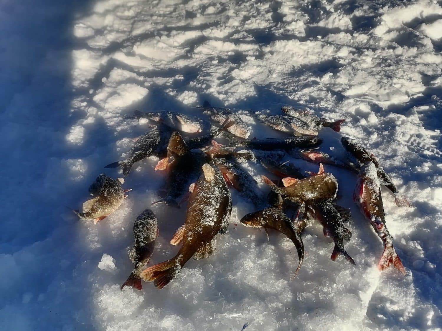 Рыбалка на Белом море и северных водоемах в Чупе
