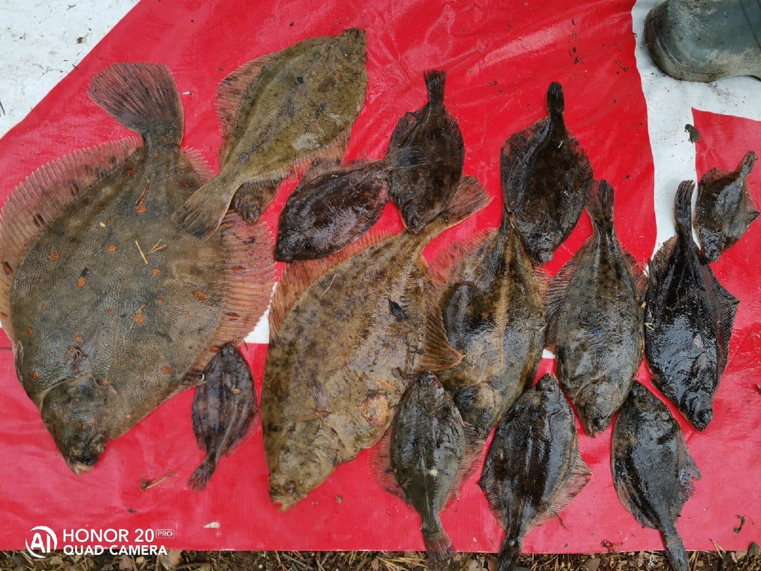 Рыбалка на Белом море и северных водоемах в Чупе