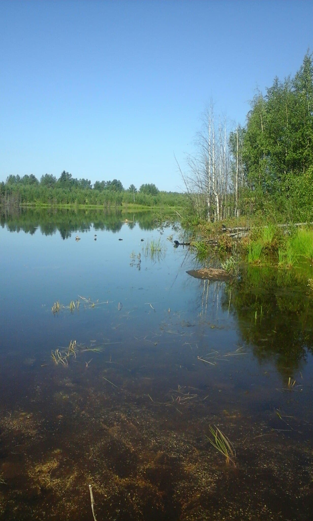 Белое море и северный берег у поселка Чупа