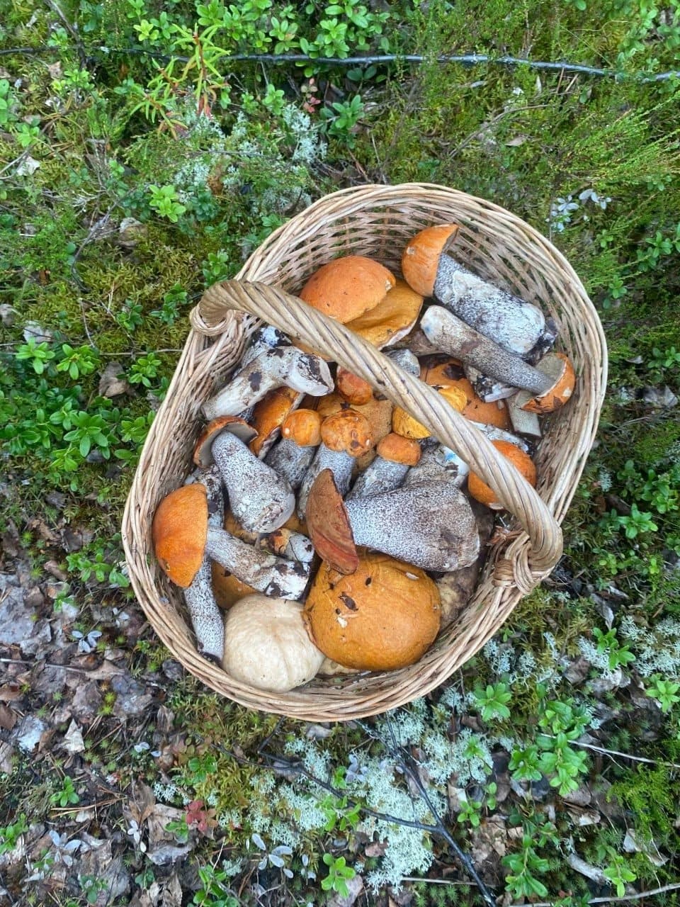 Северная природа, лес, грибы и ягоды рядом с Чупой