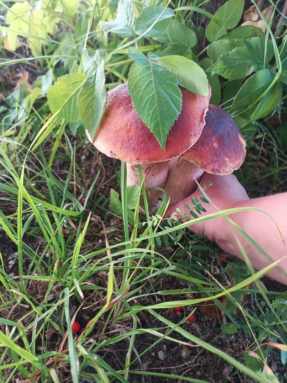 Северная природа, лес, грибы и ягоды рядом с Чупой