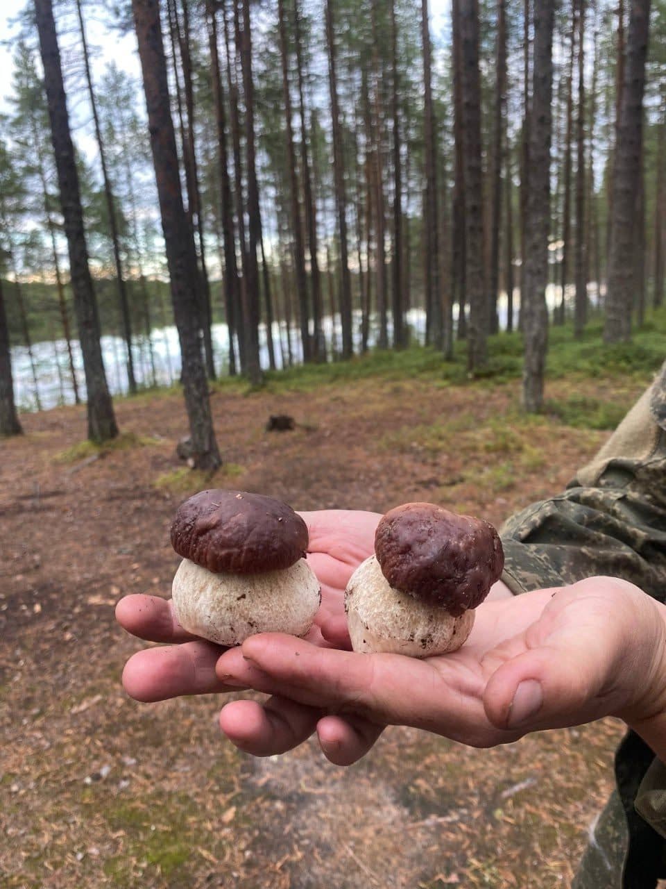 Северная природа, лес, грибы и ягоды рядом с Чупой